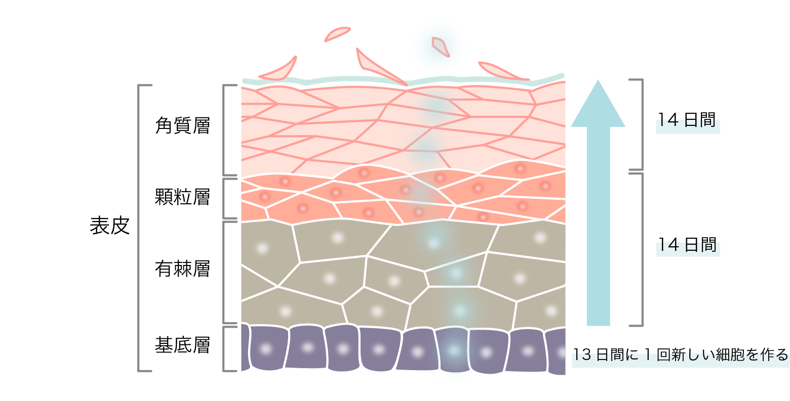 肌の知識編 ターンオーバーとは 仕組みや周期をわかりやすく解説 ハイイロネコの部屋